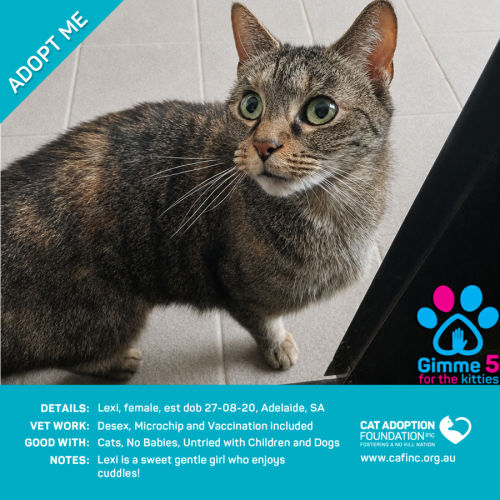 Lexi - Domestic Short Hair (DSH) Cat