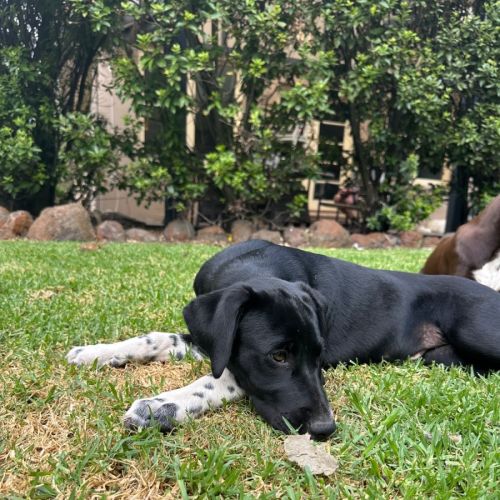 Guinie  - Dalmatian Dog