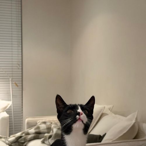 George - Domestic Short Hair (DSH) Cat