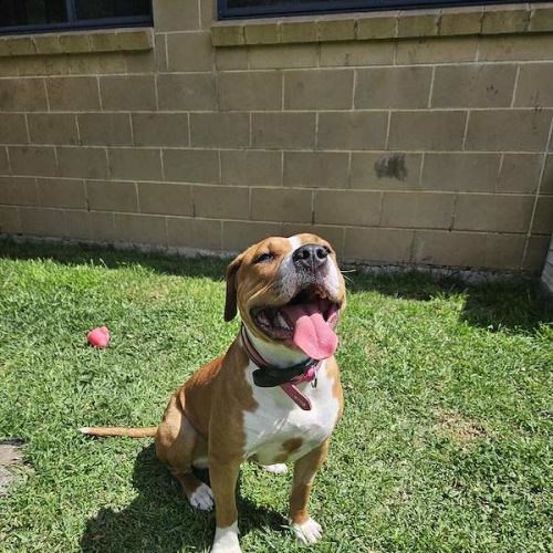 Porcha - American Staffordshire Terrier Dog