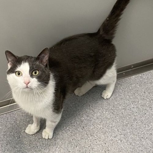 Ringo - Domestic Short Hair Cat