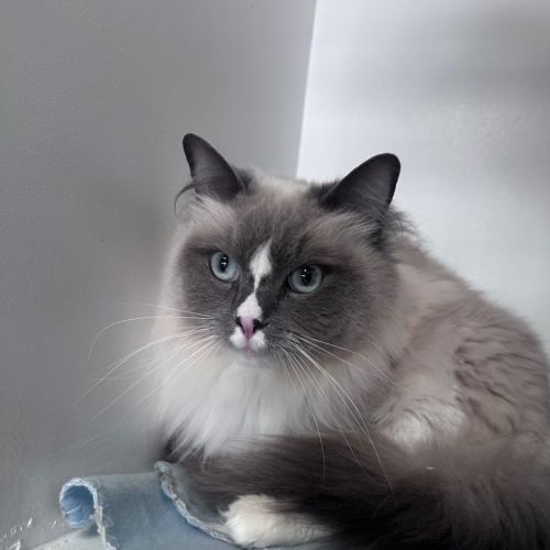 Shadow  - Ragdoll Cat