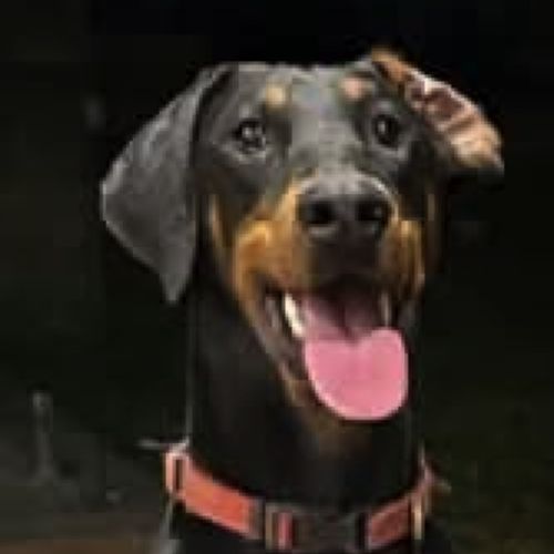 Miss B von Dobermann - Doberman Dog