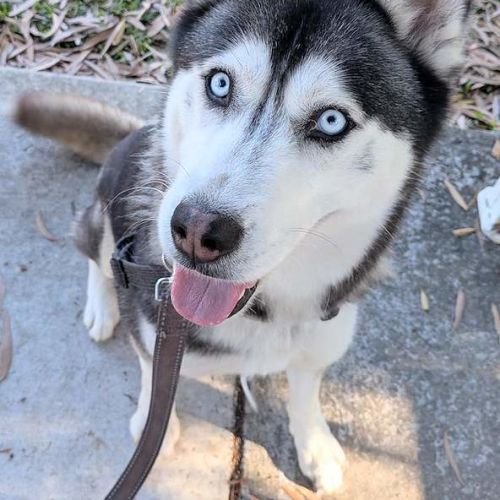 Zoe - Siberian Husky Dog