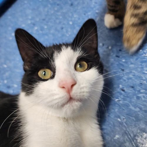 Twister - Domestic Short Hair (DSH) Cat