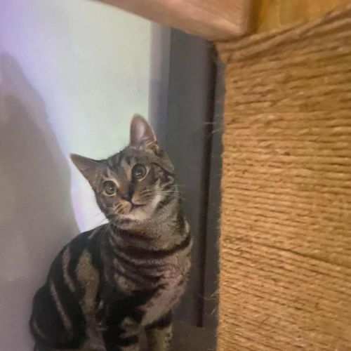 Moshi - Domestic Short Hair (DSH) Cat