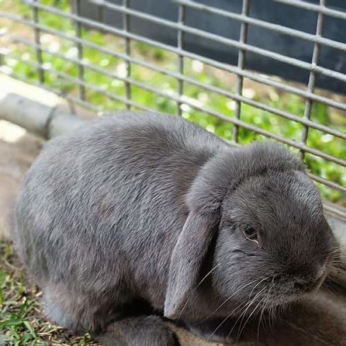 Merlin - Mini Lop Rabbit