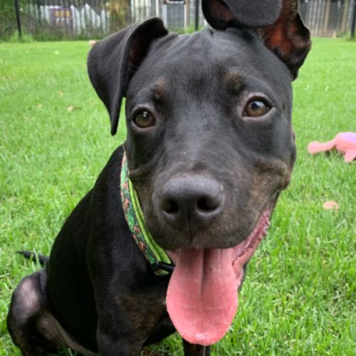 Donnie - American Staffordshire Terrier Dog