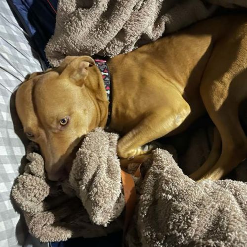 Toby - American Staffordshire Terrier Dog