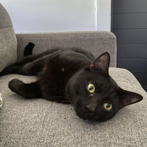 Magnus - Domestic Short Hair (DSH) Cat