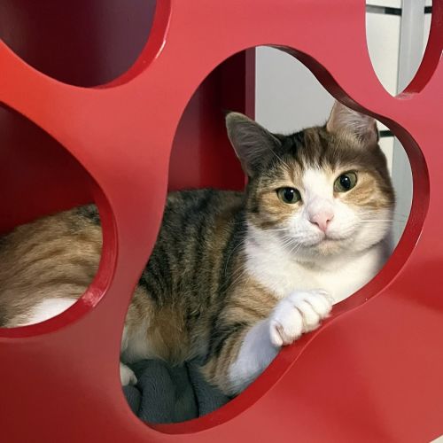 Tilly STK014573 - Domestic Short Hair Cat