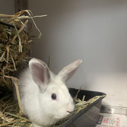 Marshmallow - Rabbit   Domestic Rabbit