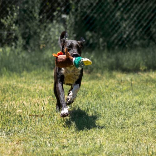 Erin - Bull Arab Dog