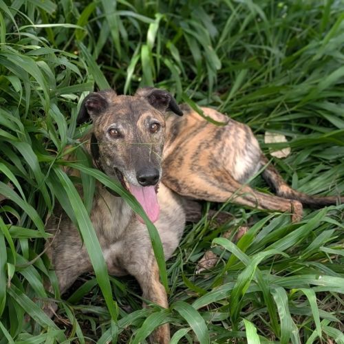 Zippa - Greyhound Dog