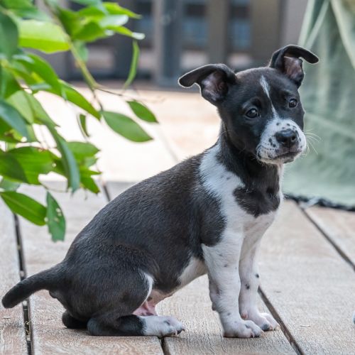 Ollie - Mixed breed Dog