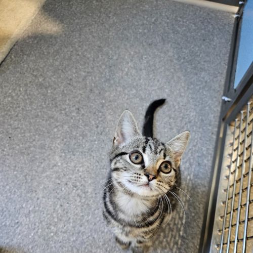 Lagertha - Domestic Short Hair (DSH) Cat