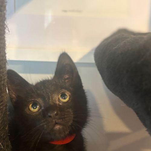 Lucifer - Domestic Short Hair (DSH) Cat