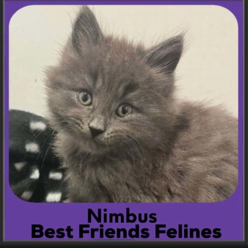 Nimbus  - Domestic Medium Hair (DMH) Cat