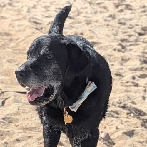 Gillam - Labrador Retriever Dog