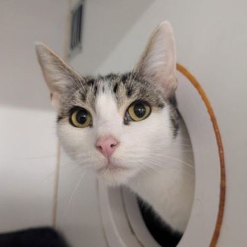 Minnie - Domestic Short Hair Cat