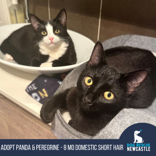 Panda & Peregrine 😻😺 pair of kitties - Domestic Short Hair (DSH) Cat