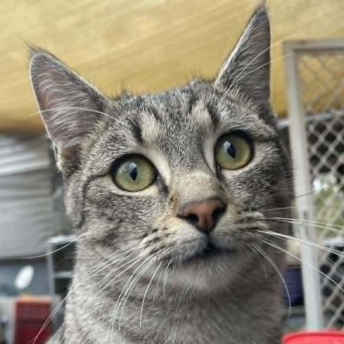 Clyde - Domestic Short Hair (DSH) Cat