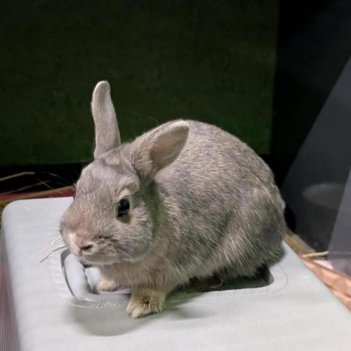 Tappy  - Rabbit   Domestic Rabbit