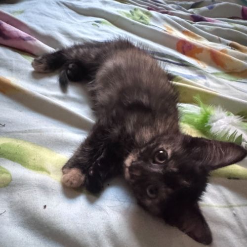 Torta-Lina - Domestic Short Hair (DSH) Cat