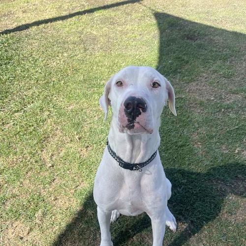 Dinker - Great Dane Dog