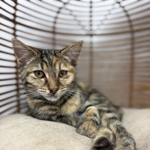 Omega  - Domestic Short Hair (DSH) Cat