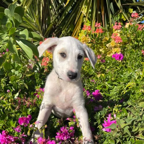 Norman - Staghound x Mixed breed Dog