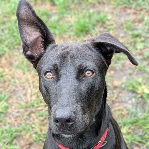 Jambalaya - Kelpie x Labrador Retriever Dog