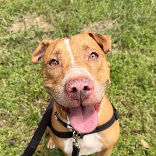 Toya - American Staffordshire Bull Terrier Dog