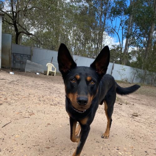 Bin - Australian Kelpie Dog