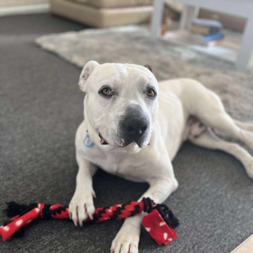 Turbo - American Bulldog