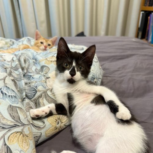 Lamington - Domestic Short Hair (DSH) Cat