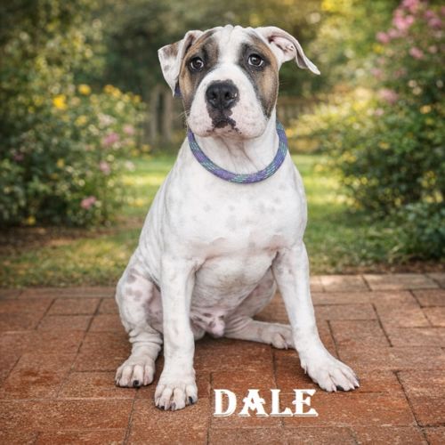 Dale - Mixed breed Dog