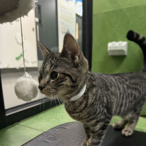 Yuma - Domestic Short Hair Cat