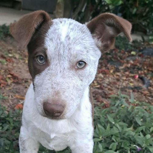 Irene - Australian Cattle Dog