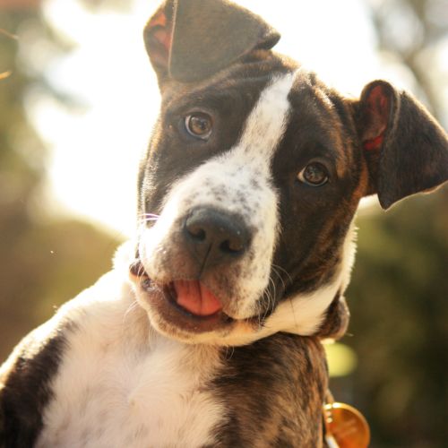 Teresita - Staffordshire Bull Terrier Dog