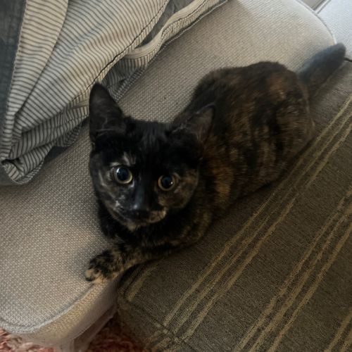Zelda - Domestic Medium Hair (DMH) Cat