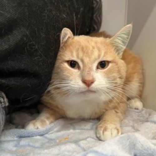 Tee - Domestic Short Hair Cat