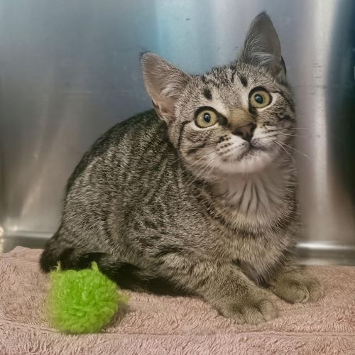 Beetle - Domestic Short Hair Cat