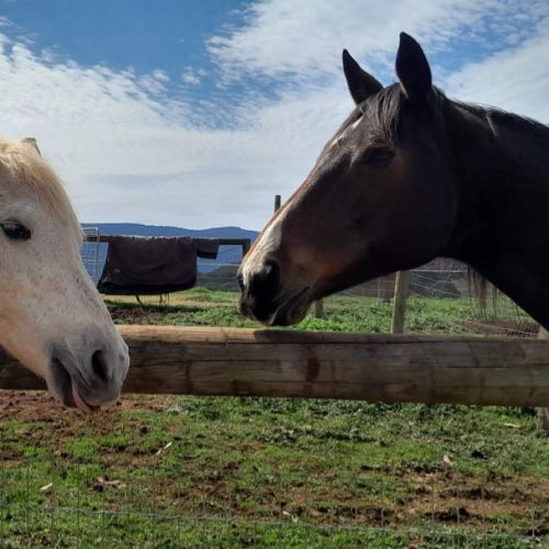 Bella / Bear - Thoroughbred Horse
