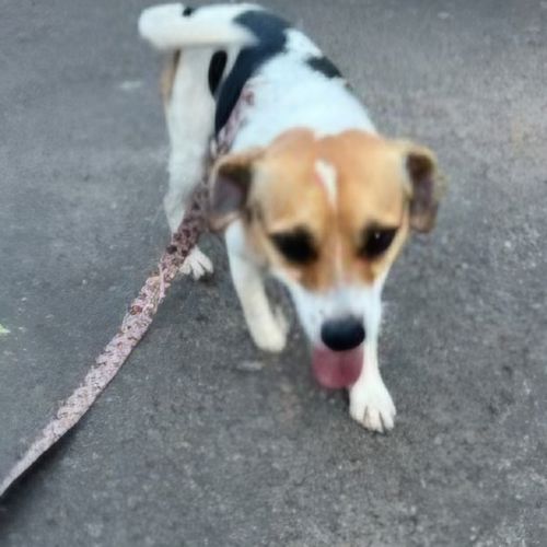 Russell - Jack Russell Terrier Dog