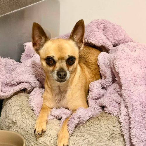 Fifi - Chihuahua Dog