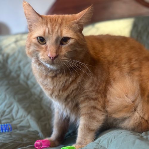 Barry - Domestic Medium Hair (DMH) Cat