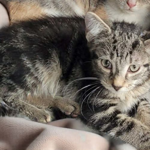 Marx - Domestic Short Hair (DSH) Cat