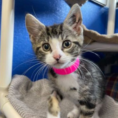 Mariposa - Domestic Short Hair Cat