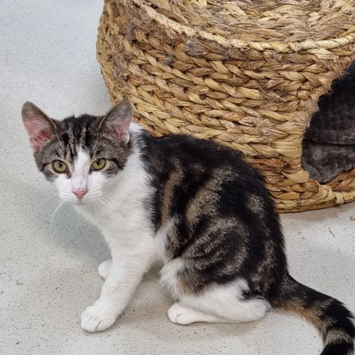 Andy - Domestic Short Hair (DSH) Cat